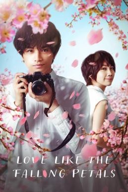 ดูหนังออนไลน์ฟรี Love Like the Falling Petals (My Dearest, Like a Cherry Blossom) ใบไม้ผลิที่ไม่มีเธอเป็นซากุระ (2022) NETFLIX